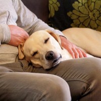 犬が『飼い主といると落ち着く』と言っているときにする仕草や態度4選　居心地がいいと思ってもらう方法とは？