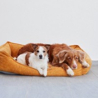 犬の『ベッド』NGな洗い方とは？どのぐらいの頻度で洗えばいいの？適切な洗濯方法まで