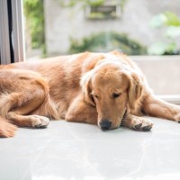 犬に『寂しいな』と思わせる飼い主の行動4選　今すぐ見直すべき行為や心細いと感じさせない方法まで