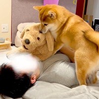 ぬいぐるみを可愛がっていたら、犬が嫉妬して…まさかの『八つ当たり』が29万再生「無言の圧力すごくて草」「なんて可愛いヤキモチｗ」と絶賛