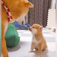 赤ちゃん犬に『お手』を教えていたら、先輩犬が…まさかの『指導する瞬間』が193万再生「カッコイイお兄ちゃん」「教えてあげるの天才」と称賛