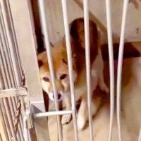 元の飼い主から見捨てられ、悲しい犬生を送ってきたワンコ…嘘のような『現在の姿』が泣けると話題「涙が出ました」「これからは幸せに」と賞賛