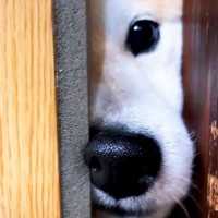 犬の寝顔を見るため『そーっと寝室を覗いた』結果…想定外だった『まさかの光景』が129万再生「逆ドッキリ？ｗ」「気高さあって草」と爆笑