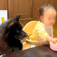 赤ちゃんがさつまいもを食べていたら、犬が催促してきて…まさかの『意思疎通をする光景』と驚きの行動が34万再生「優しいｗ」「念力通じた？」