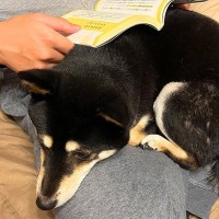 本を読もうとしたら、犬が…書見台ならぬ『書見犬』になる光景が可愛すぎると2万いいね「湯たんぽ機能付きｗ」「うちにも欲しい」羨望の声も