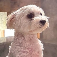 犬が『初めての温泉』を経験した結果…なぜか『神々しくなってしまう光景』に1万2000いいね「極めてる感じがいい」「天啓降りてきてて草」