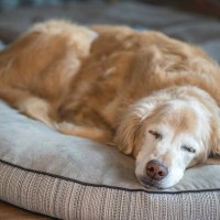 シニア犬が罹りやすい病気｜症状や対策法を、犬の性別・大きさ別に獣医が解説