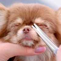 超小型犬のトリミングをした結果…想像以上に『頑張る姿』が20万再生「眠たいのたまらん…」「表情が人間の子供」「可愛すぎてつらい」と悶絶