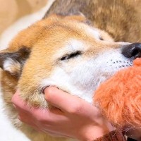 お姉ちゃんが出張から久しぶりに帰ってきたら、犬たちが…声にならないほどの『超絶大歓迎』が泣けると19万再生「もらい泣きした」「想像以上」