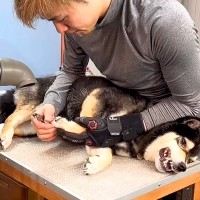 『5年間ハーネスを変えられなかった』噛み癖のある犬をグルーミングした結果…圧巻の『プロの技』が257万再生「神業」「表情が…」と感動