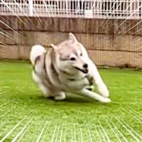 大型犬を『スローで撮影』していたら、まさかの…想像を超える『こけそうでこけない姿』が148万再生「ギリギリで草」「才能を感じるｗ」