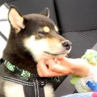 1日で『たくさんの初めて』を経験した子犬が、帰りの車内で…とんでもなく尊い『疲れ切った光景』に悶絶「可愛すぎる」「お利口さんでエライ」