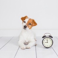 犬は『時間』の感覚がある？人間と同じように認識することはできるの？