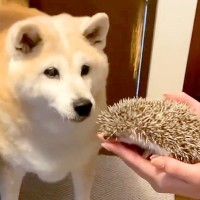 『おやつがもらえる』と思って大興奮していた犬が…想定外な『まさかの生物出現』で見せた反応が話題に「絶妙な表情で草」「びっくり可愛いｗ」