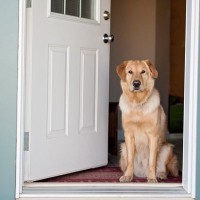 犬の境界線トレーニングとは　愛犬にもたらすその効果や方法、コツに至るまで解説