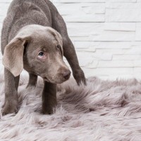 犬が気まずいと感じると表れる行動や仕草6つ　愛犬にストレスを与えないために飼い主ができることとは