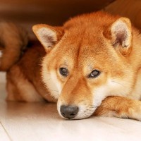 知らぬ間に『犬にストレス』を与えていませんか？「犬の問題行動」原因と対策方法【ドッグトレーナーが解説】