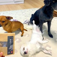 おやつを見た3匹の犬が『マテ』をした結果…個性があふれすぎている『衝撃の光景』に8万いいね「クセ強すぎｗｗ」「もはや寝てて草」と爆笑