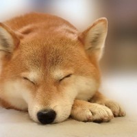 愛犬が心を休めるために飼い主がすべき配慮４つ　ストレスを与えないためにできる気遣いとは