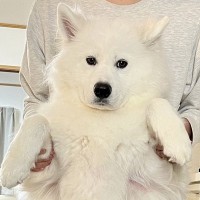 キッチンで大型犬が大騒ぎしたので取り押さえたら…思った以上に『不服そうな表情』に3万いいね「可愛いｗｗ」「ただただ愛おしい」と爆笑