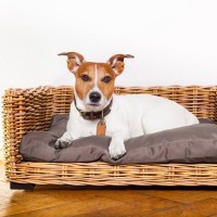 愛犬が快適だと感じるベッドとは？飼い主が知っておくべき『４つのこと』をご紹介