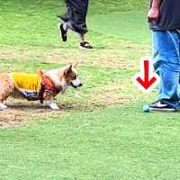 『ドッグランで犬がボールを見つめている』と思ったら…とんでもなく可愛い『まさかの要求』に10万いいねの反響「待ってて草」「足元にｗｗ」