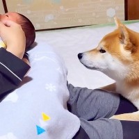 生後0ヶ月の赤ちゃんを家に迎えたら、犬たちが…思った以上に温かい光景が感動的すぎると43万再生「目が優しい…」「幸せな気分になる」