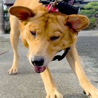 散歩の後、なぜか犬が固まってしまった→家の方を見てみたら…想定外だった『まさかの理由』に爆笑「危機管理能力高くて草」「怖いよねｗｗ」