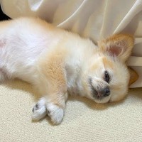 『飼い主が目の前で倒れたら、犬はどうするのか？』検証してみたら…思っていたのと違う『予想外の光景』が1万3000再生「見捨てられてて草」