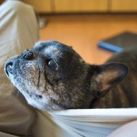 犬が人の足にわざとぶつかる『5つの心理』何か伝えたいことがあるの？飼い主がすべき対応とは