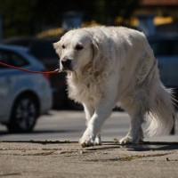 犬が高齢になったとき絶対やってはいけない『散歩方法』3選　逆効果となるタブー行為とは？