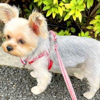 散歩中、なぜか何度も立ち止まる犬が…まさかの『可愛すぎる理由』に116万表示の反響「ぜひ私の目の前で止まってください」「ファンサ神」