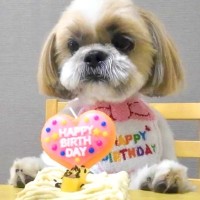 誕生日ケーキでお祝いをした数秒後、犬が…想像を超える『衝撃的な瞬間』に10万いいね集まる「猛獣ですか？ｗ」「躍動感すごすぎて草」と爆笑