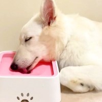 大型犬が水を飲んでいると思ったら…まさかの『そのまま寝落ちする姿』が可愛すぎると67万再生「そこで？？」「限界だったのねｗ」と爆笑の声