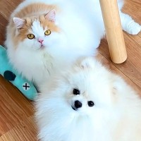 ポメが『猫に育てられた』結果…完全に猫化してしまう『衝撃の姿』が18万再生「自分を猫だと思ってそうで草」「親子に見えてきたｗ」と絶賛