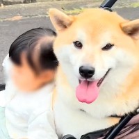 友達の赤ちゃんが遊びに来たら、家にいた犬が…心から優しい『まさかの対応』に19万再生の反響「尊すぎて涙出る」「平和な世界すぎる」と感動