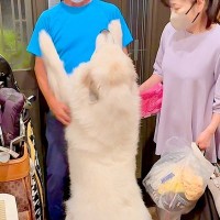 おじいちゃんおばあちゃんが家に帰ってきた瞬間、超大型犬が…まるで『子供のようにはしゃぐ光景』が7万再生「素敵な家族」「羨ましい」と絶賛