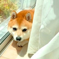 暑い日にわざわざカーテンの裏に移動する犬…ある日気付いた『まさかの理由』が健気すぎると話題に「胸キュン」「優しい思いやり」と絶賛の声