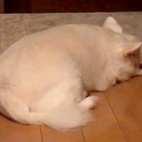 ママと子どもが実家に帰省してしまったら、犬が…想像以上に『元気がない光景』が泣けると51万再生「わかりやすいｗ」「犬ってホント感情豊か」