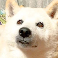 ひとりぼっちでお留守番していた犬…お母さんの帰宅に『喜びが限界突破する姿』が32万再生「はしゃぐの可愛すぎる」「嬉しそうな声ｗ」と絶賛