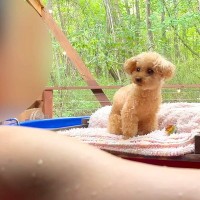 温泉旅行に行ったら『超甘えん坊の犬』が…思った以上に『片時も離れない姿』が尊すぎると28万再生「仲良しカップルｗ」「癒やされました」