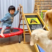 2歳の女の子がトランポリンをしていて『危ない』と思ったら、大型犬たちが…尊すぎる『ほっこり光景』が27万再生「なんて頼もしいの」と絶賛