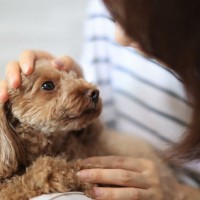 犬が人の顔をジッと見てくる3つの理由　そこに隠された心理まで徹底解説