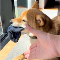 犬に靴下を盗られてしまったので取り返そうとした結果…可愛すぎる『ふたりの攻防戦』が16万再生「うちも一緒ｗ」「可愛い挑発」共感と絶賛の声