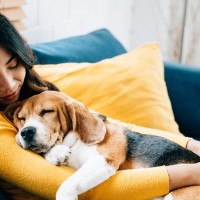 犬が飼い主に『依存している』サイン４選　お互いにとっての適切な距離感とは？