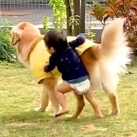 お庭で遊ぶ『小さな男の子と大型犬』を観察していたら…男同士の『仲良しすぎるやり取り』が話題に「いい絵になってるｗ」「蹴られてて草」