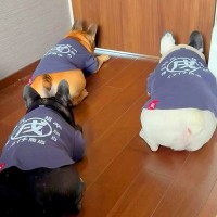 家に業者さんがやってきたので、犬たちを寝室で待機させていたら…まさかの『抗議する光景』が話題に「解せないｗ」「可愛すぎる」と7万再生