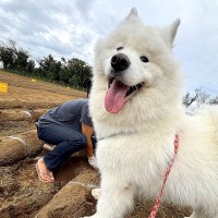 芋掘りで『大型犬が手伝ってくれる』と思いきや…1ミリも掘らずに見せた『衝撃の光景』に1万いいね「味見のお手伝い」「たまらんｗ」と爆笑