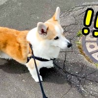 お散歩中『居るはずのないお父さん』とばったり遭遇したら、犬が…気付いた瞬間の『尊すぎる反応』が22万再生「相思相愛」「なんか感動」と絶賛