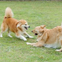 『やんちゃすぎる犬種』5選　体力が有り余ってるワンコの特徴や動きを落ち着かせる方法まで